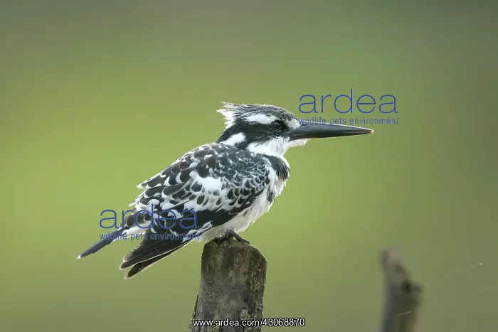 : Pied Kingfisher : Pied Kingfisher