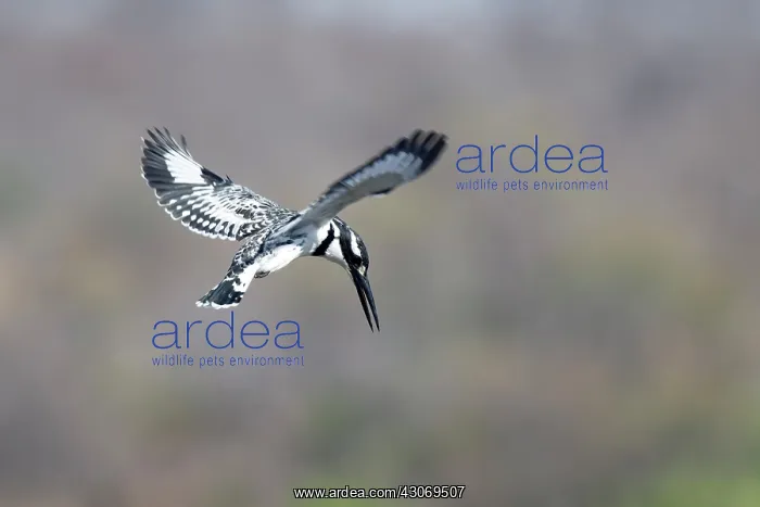 : Pied Kingfisher : Pied Kingfisher