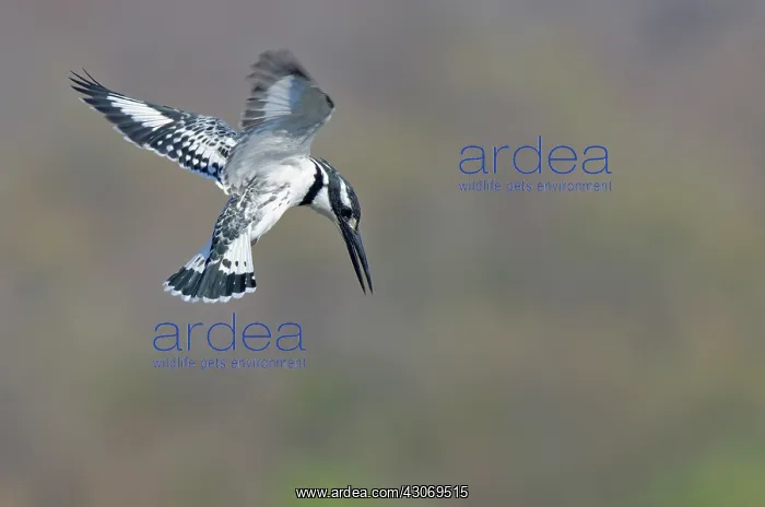 : Pied Kingfisher : Pied Kingfisher