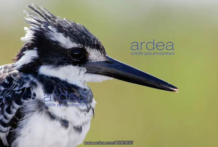 : Pied Kingfisher : Pied Kingfisher