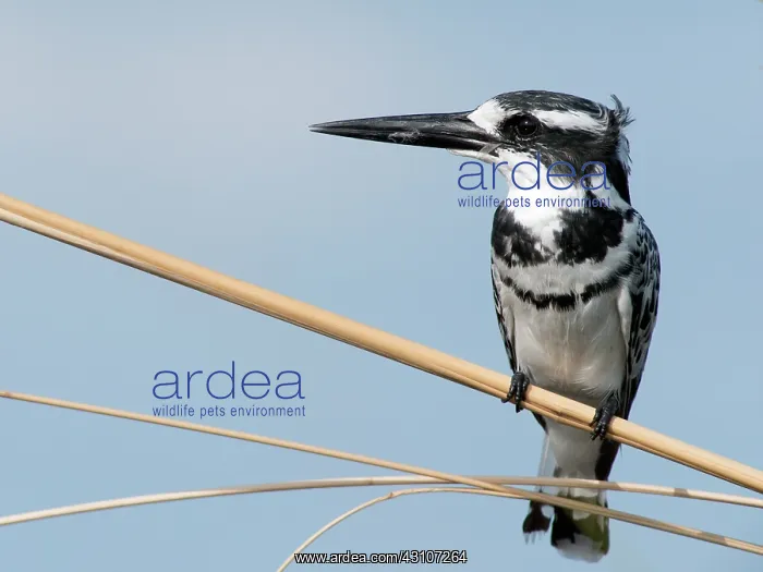 : Pied Kingfisher : Pied Kingfisher