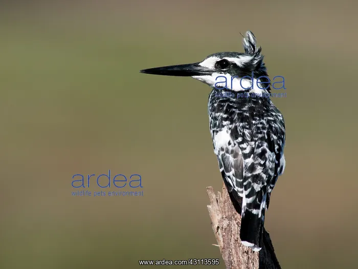: Pied Kingfisher : Pied Kingfisher