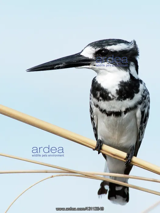 : Pied Kingfisher : Pied Kingfisher