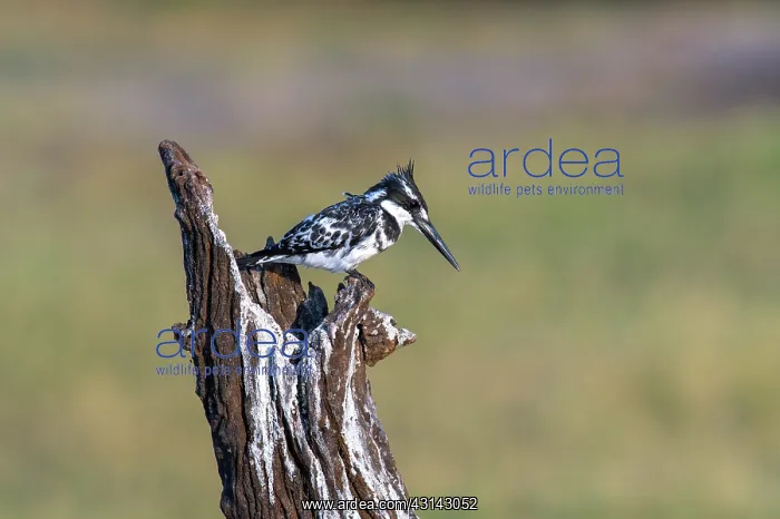 : Pied Kingfisher : Pied Kingfisher
