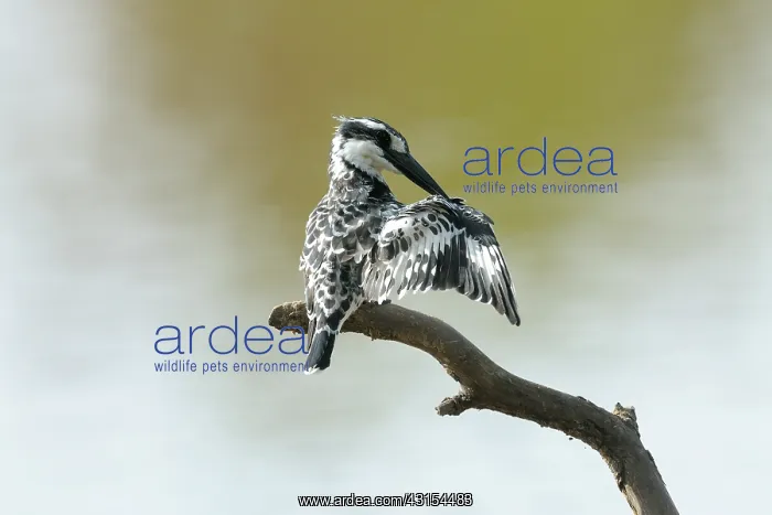 : Pied Kingfisher : Pied Kingfisher