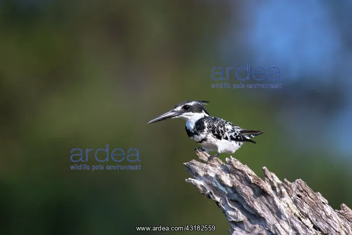 : Pied Kingfisher : Pied Kingfisher
