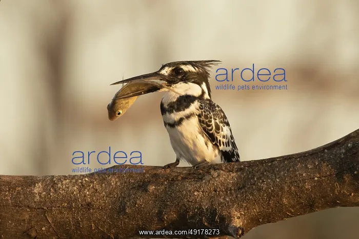: Pied Kingfisher (Ceryle rudis) with fish prey in its beak : Pied Kingfisher (Ceryle rudis) with fish prey in its beak