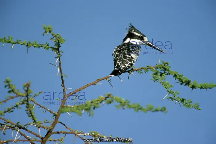 : Pied Kingfisher, (Ceryle rudis), on riverside : Pied Kingfisher, (Ceryle rudis), on riverside