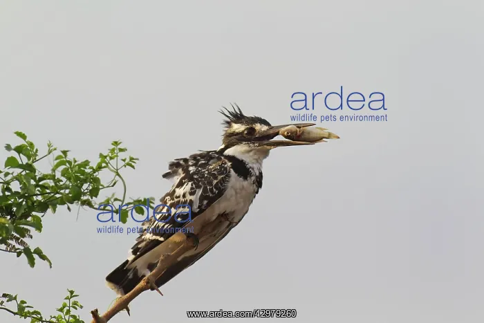 : Pied Kingfisher - female - Having just caught a : Pied Kingfisher - female - Having just caught a