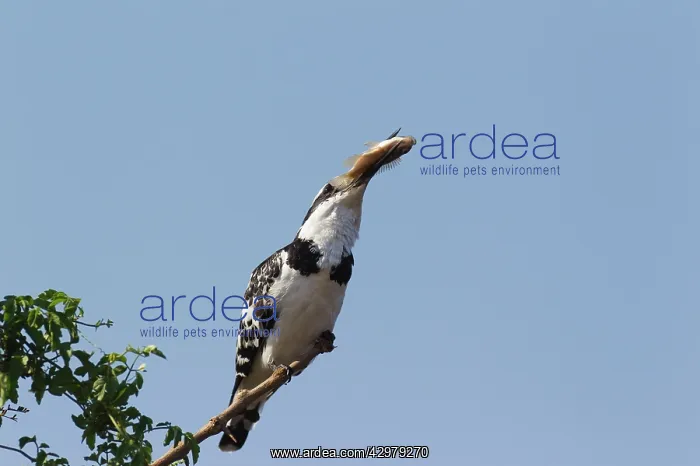  : Pied Kingfisher - female - Having just caught a
