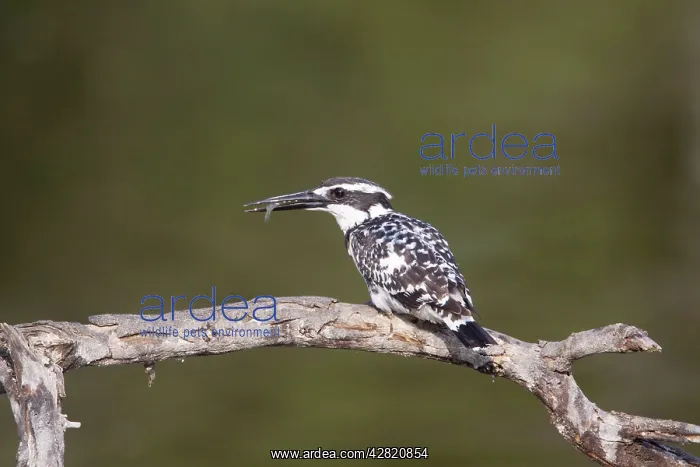 : Pied Kingfisher - with fish : Pied Kingfisher - with fish