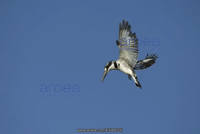 : Pied Kingfisher - hovering - Botswana, Africa : Pied Kingfisher - hovering - Botswana, Africa