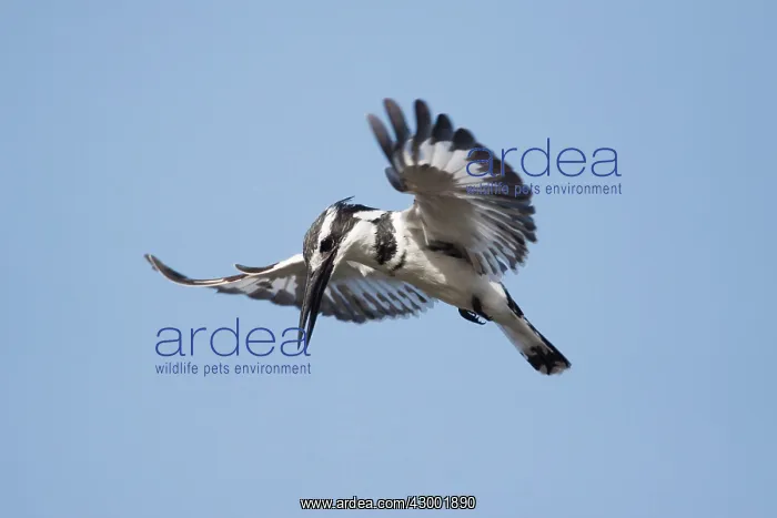 : Pied Kingfisher hovering in flight whilst hunting for fish : Pied Kingfisher hovering in flight whilst hunting for fish