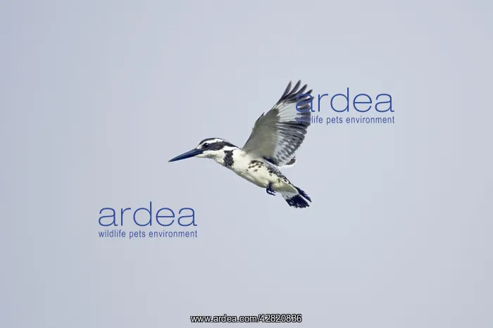: Pied Kingfisher - hovering whilst looking for fish : Pied Kingfisher - hovering whilst looking for fish