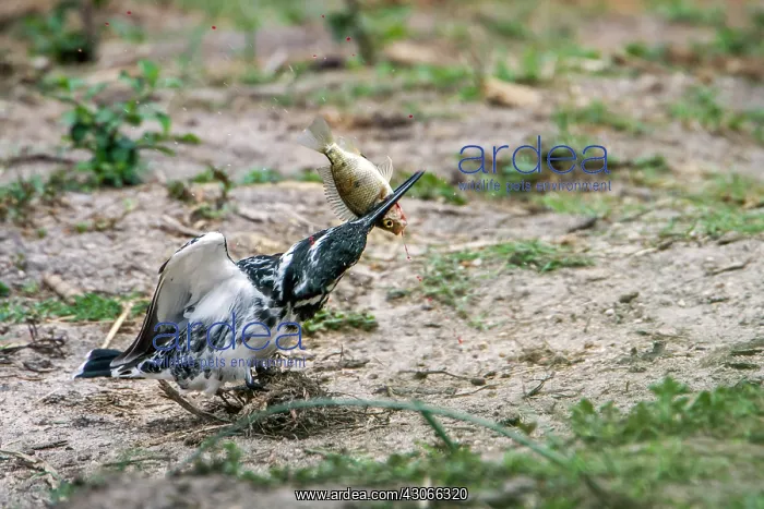 : Pied kingfisher in Kruger National park, South Africa : Pied kingfisher in Kruger National park, South Africa