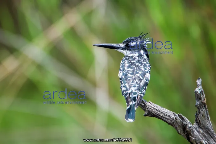 : Pied kingfisher in Kruger National park, South Africa : Pied kingfisher in Kruger National park, South Africa