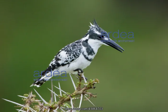 : Pied Kingfisher at Lake Naivasha, Kenya : Pied Kingfisher at Lake Naivasha, Kenya