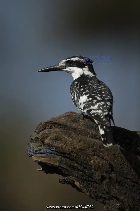 : Pied Kingfisher - perched - Botswana, Africa : Pied Kingfisher - perched - Botswana, Africa