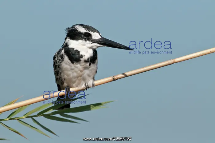 : Pied Kingfisher - perched on reed stem : Pied Kingfisher - perched on reed stem