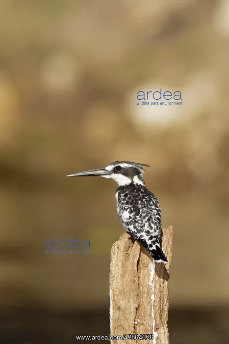 : Pied Kingfisher - perching on a pole in the Chobe River : Pied Kingfisher - perching on a pole in the Chobe River