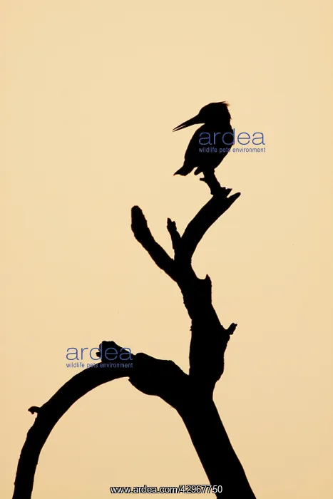 : Pied Kingfisher - silhouette : Pied Kingfisher - silhouette