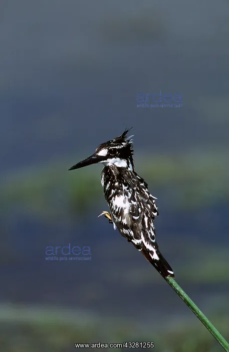  : PIED KINGFISHER - on stem