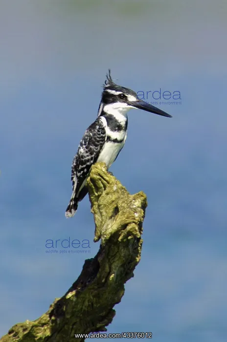 : Pied Kingfisher - on stump - Kruger National Park : Pied Kingfisher - on stump - Kruger National Park
