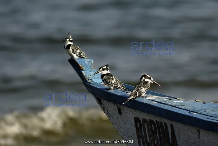 : Pied Kingfishers : Pied Kingfishers