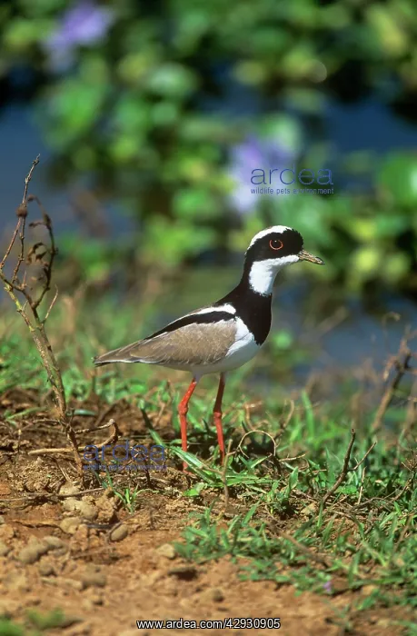 : Pied Lapwing : Pied Lapwing