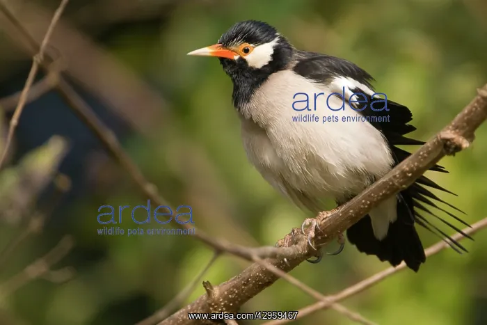 : Pied Myna / Asian Pied Starling : Pied Myna / Asian Pied Starling