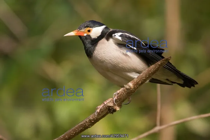 : Pied Myna / Asian Pied Starling : Pied Myna / Asian Pied Starling