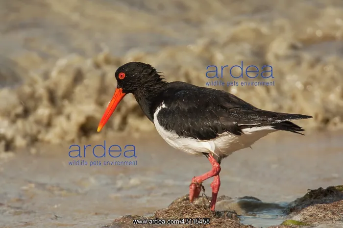 : Pied Oystercatcher : Pied Oystercatcher
