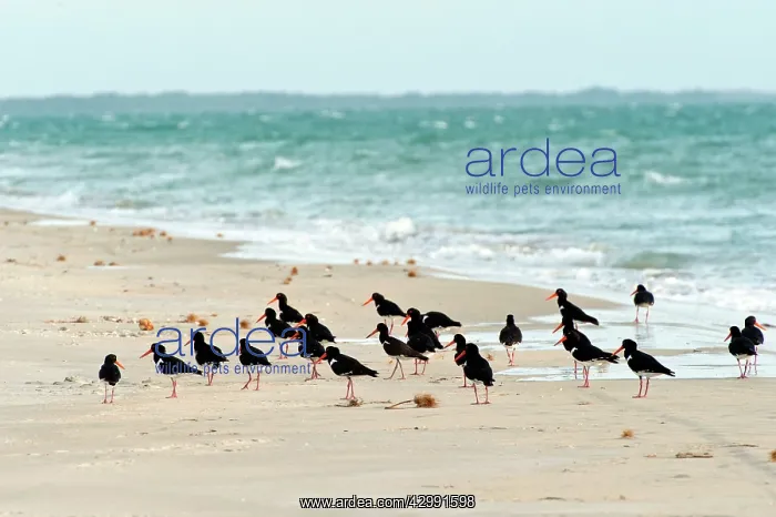 : Pied Oystercatcher - foraging on remote offshore island beac : Pied Oystercatcher - foraging on remote offshore island beac