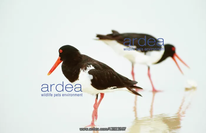  : Pied OYSTERCATCHER - X2, feeding at waterIs edge on