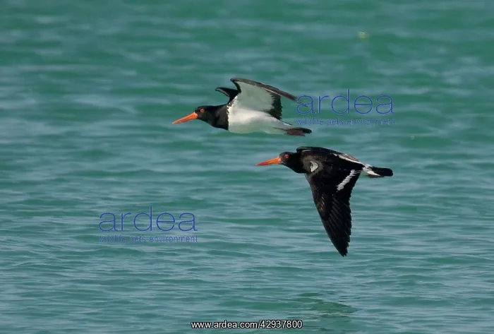 : Pied Oystercatchers : Pied Oystercatchers