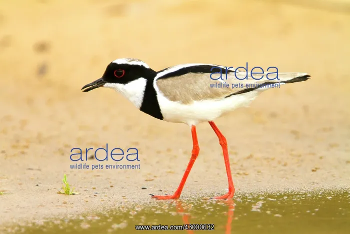 : Pied Plover / Pied Lapwing : Pied Plover / Pied Lapwing
