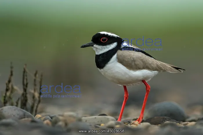 : Pied Plover / Pied Lapwing, Los Llanos, Colombia : Pied Plover / Pied Lapwing, Los Llanos, Colombia