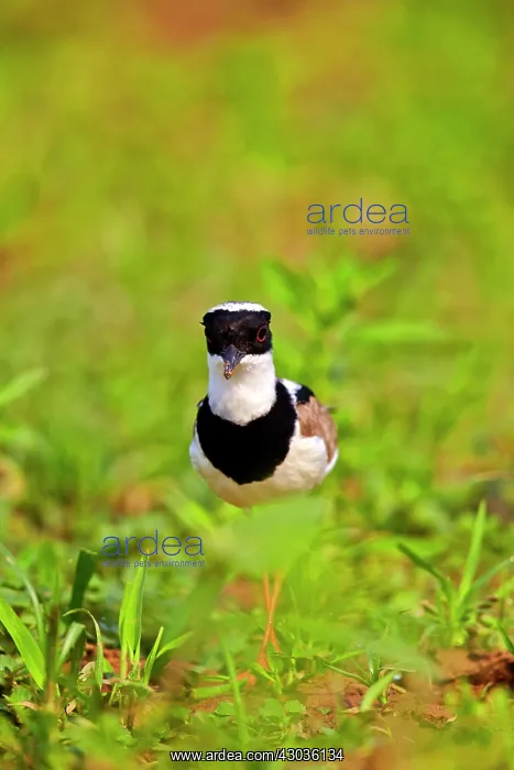 : Pied Plover / Pied Lapwing Pantanal area Mato Grosso : Pied Plover / Pied Lapwing Pantanal area Mato Grosso