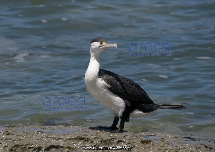  : Pied shag. South Island, New Zealand