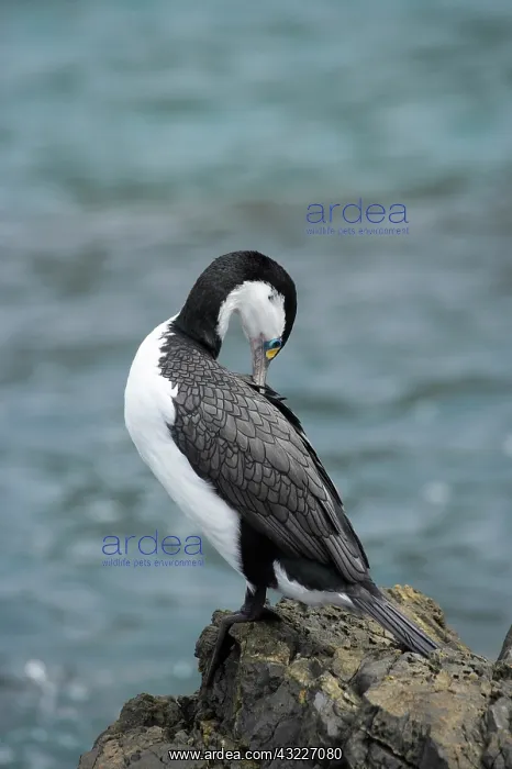 : Pied Shag (Phalacrocorax varius), Te Kopahou : Pied Shag (Phalacrocorax varius), Te Kopahou