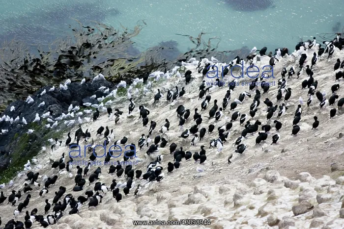 : Pied Shags : Pied Shags