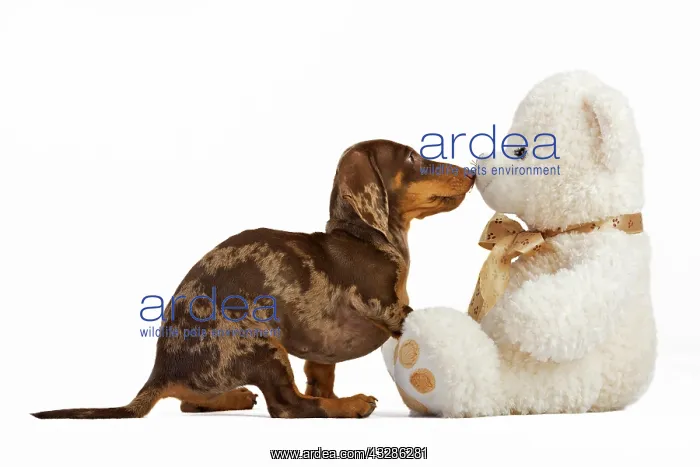: Pied short-hair dachshund puppy nudges in teddy : Pied short-hair dachshund puppy nudges in teddy