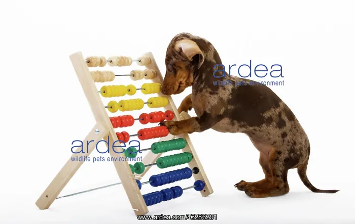 : Pied short-hair dachshund puppy playing with a slide : Pied short-hair dachshund puppy playing with a slide