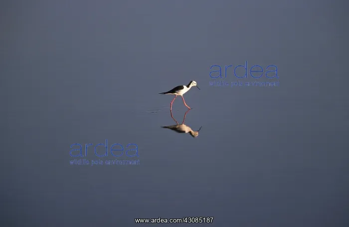 : Pied Stilt Wading in a Lake : Pied Stilt Wading in a Lake