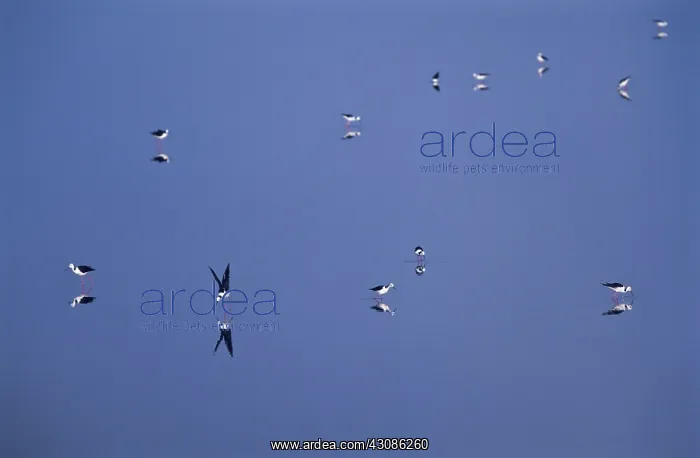 : Pied Stilts Birds : Pied Stilts Birds