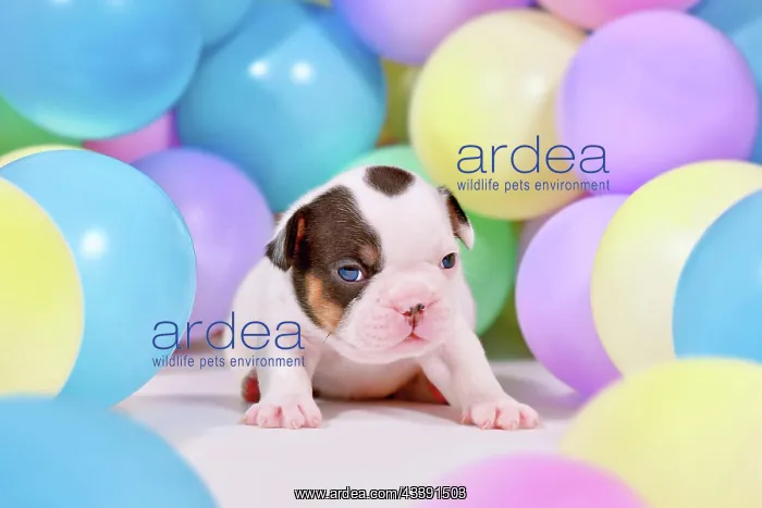 : Pied and tan French Bulldog dog puppy between colorful : Pied and tan French Bulldog dog puppy between colorful