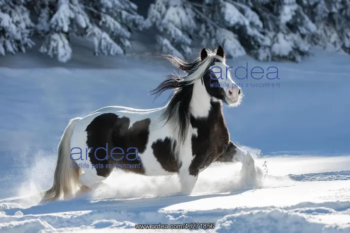 : Pied Tinker mare running in deep snow, Austria : Pied Tinker mare running in deep snow, Austria