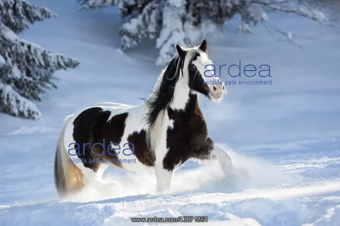 : Pied Tinker mare running in deep snow, Austria : Pied Tinker mare running in deep snow, Austria