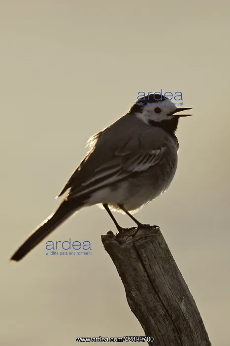 : Pied Wagtail : Pied Wagtail