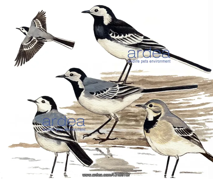 : Pied wagtail : Pied wagtail